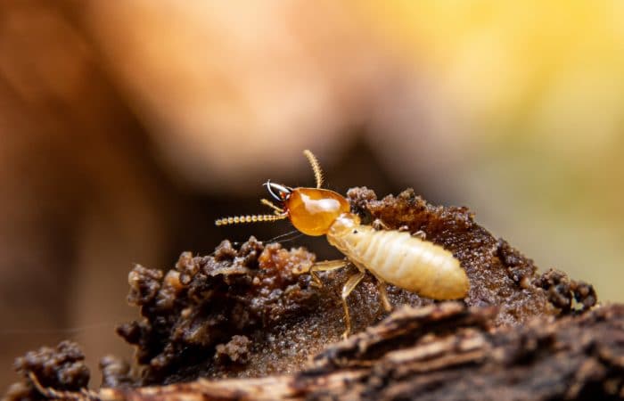 Termite Damage Claims